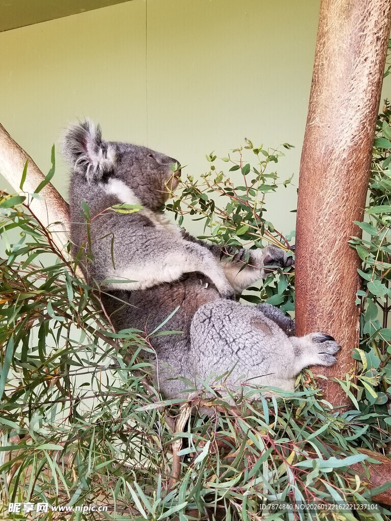 树上休憩的可爱考拉