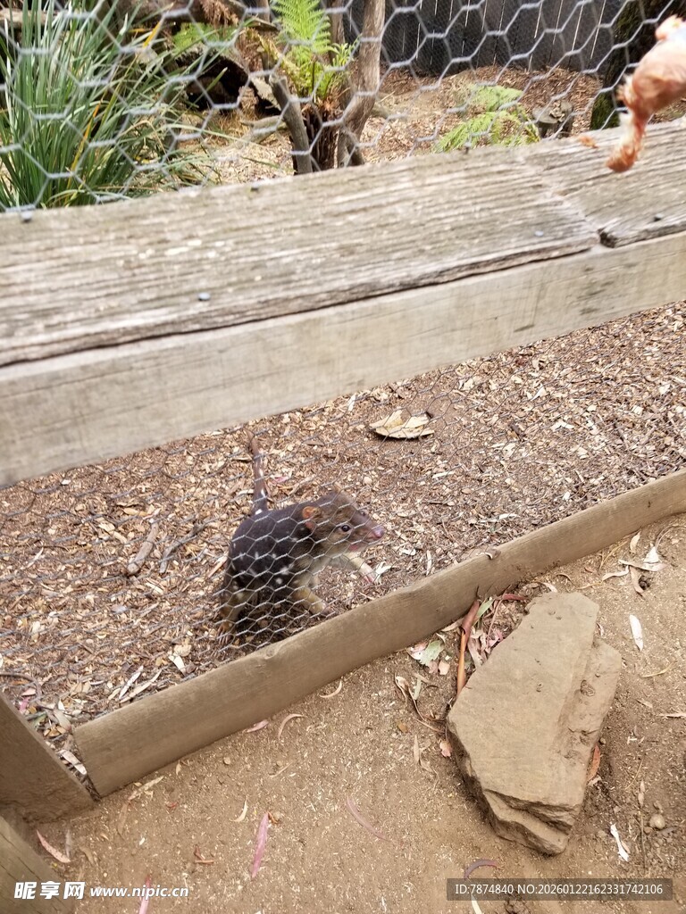庭院中觅食的黑色小鸟