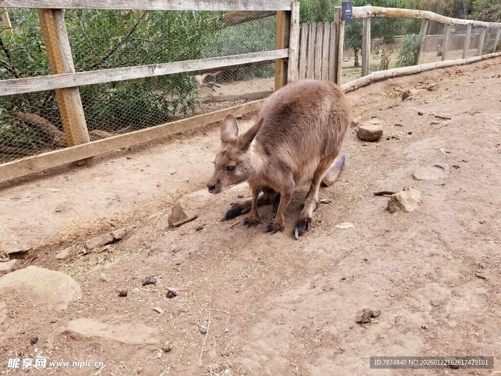 动物园里的袋鼠在地面活动