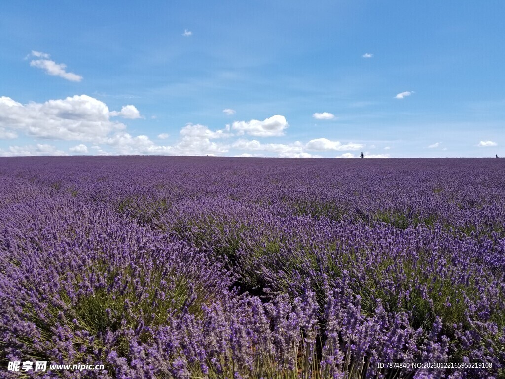 紫色薰衣草花海美景