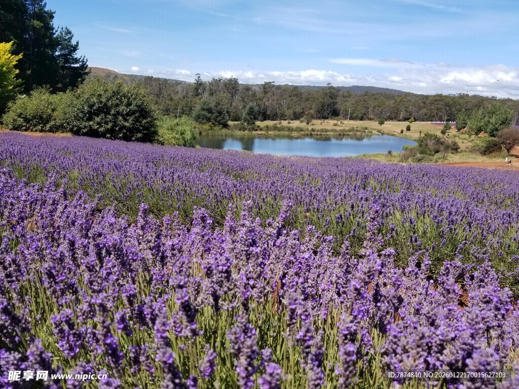 紫色薰衣草田与远方湖泊