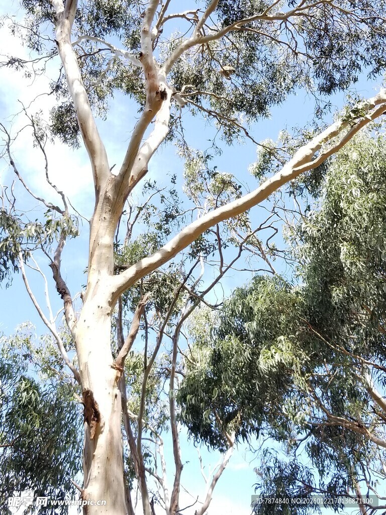 高大挺拔的树木