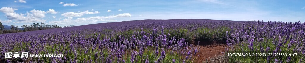 紫色薰衣草田的美丽风光
