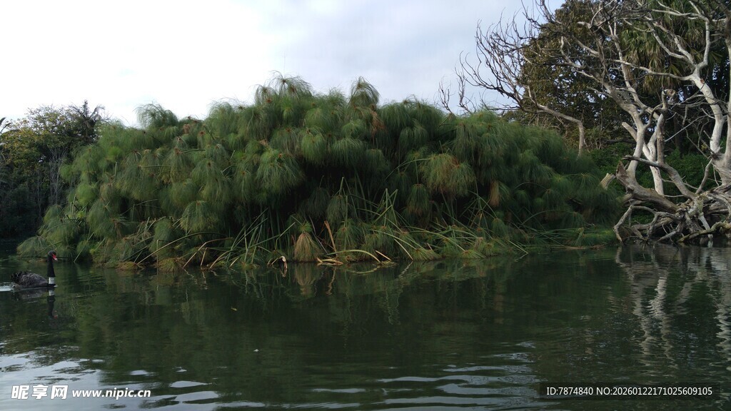 河畔葱郁绿植映于水面