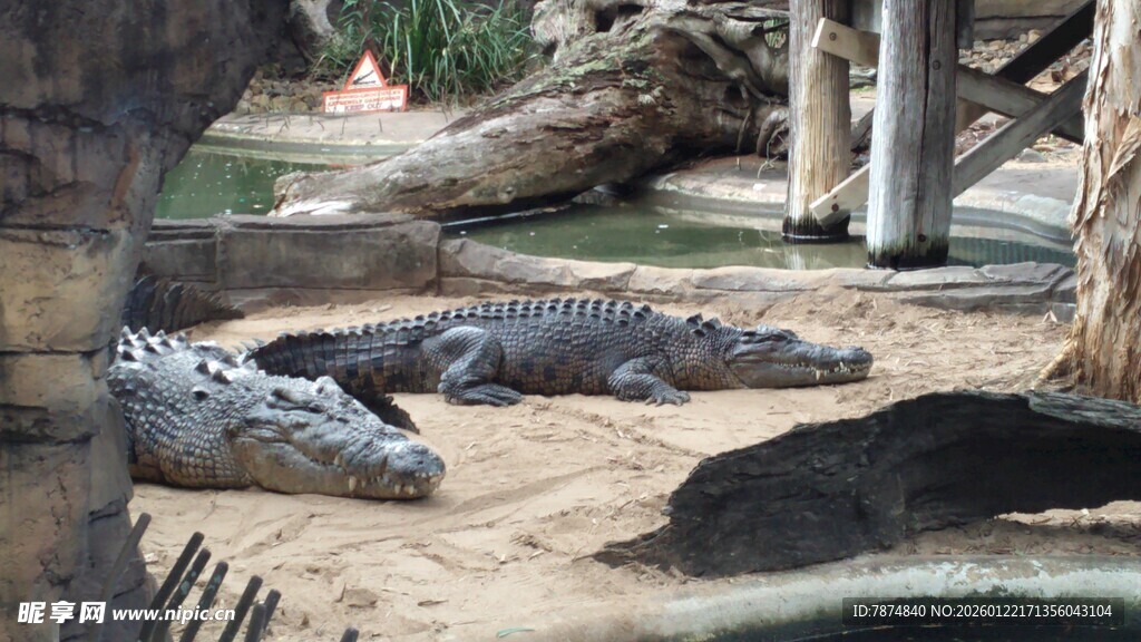 动物园中休憩的鳄鱼群