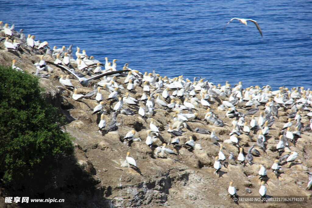 海崖上聚集的大量海鸟