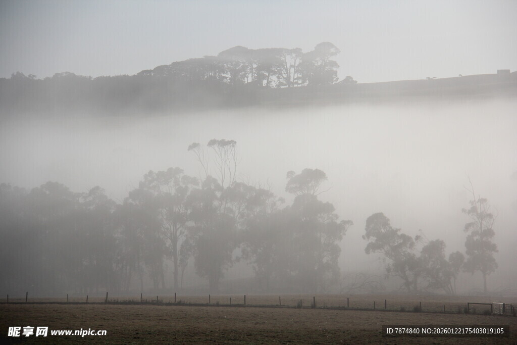 晨雾中的田野与稀疏树木