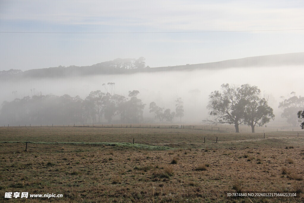 田野晨雾中的孤独树木