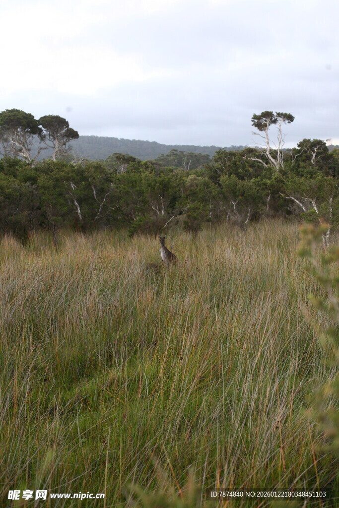 野外草地中的动物景象