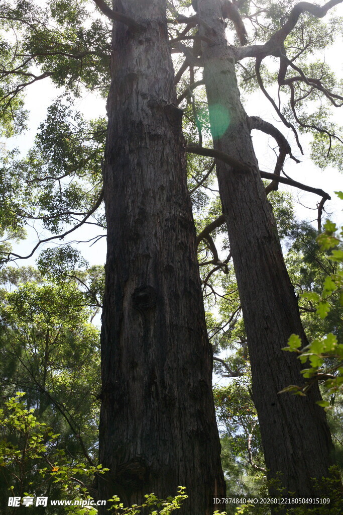 高大挺拔的森林树木