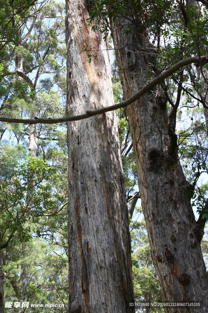 茂密森林中的高大树木