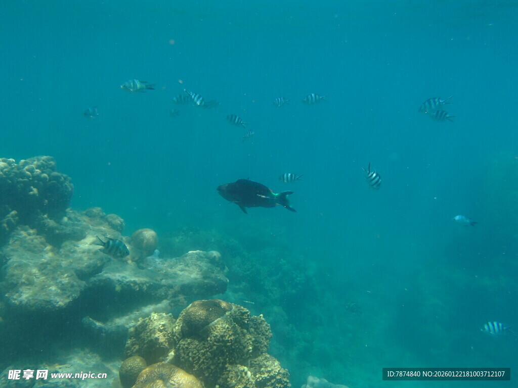 海底珊瑚与游动的小鱼