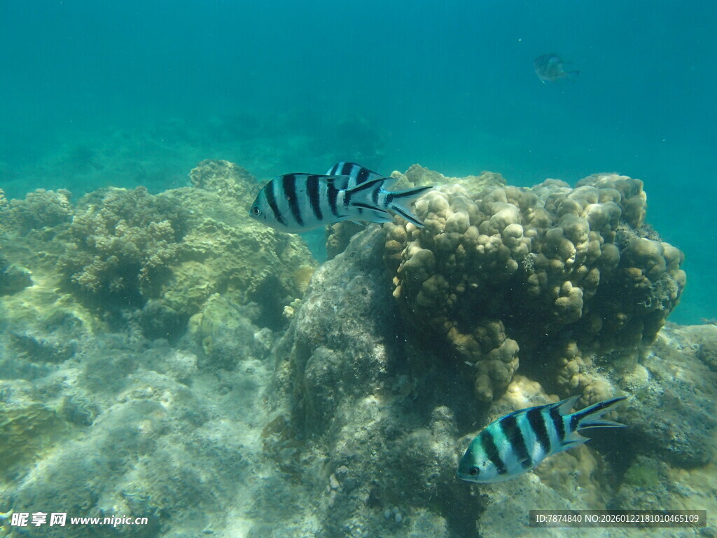 海底游弋的条纹美丽小鱼
