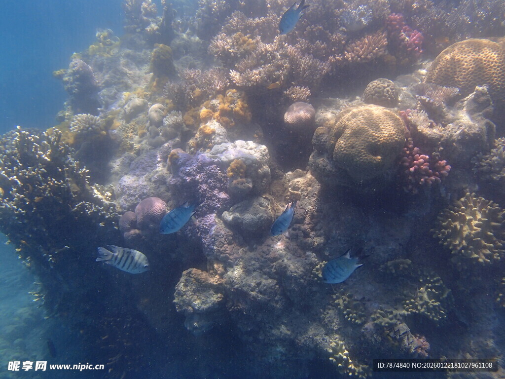 海底绚丽多彩的珊瑚景观