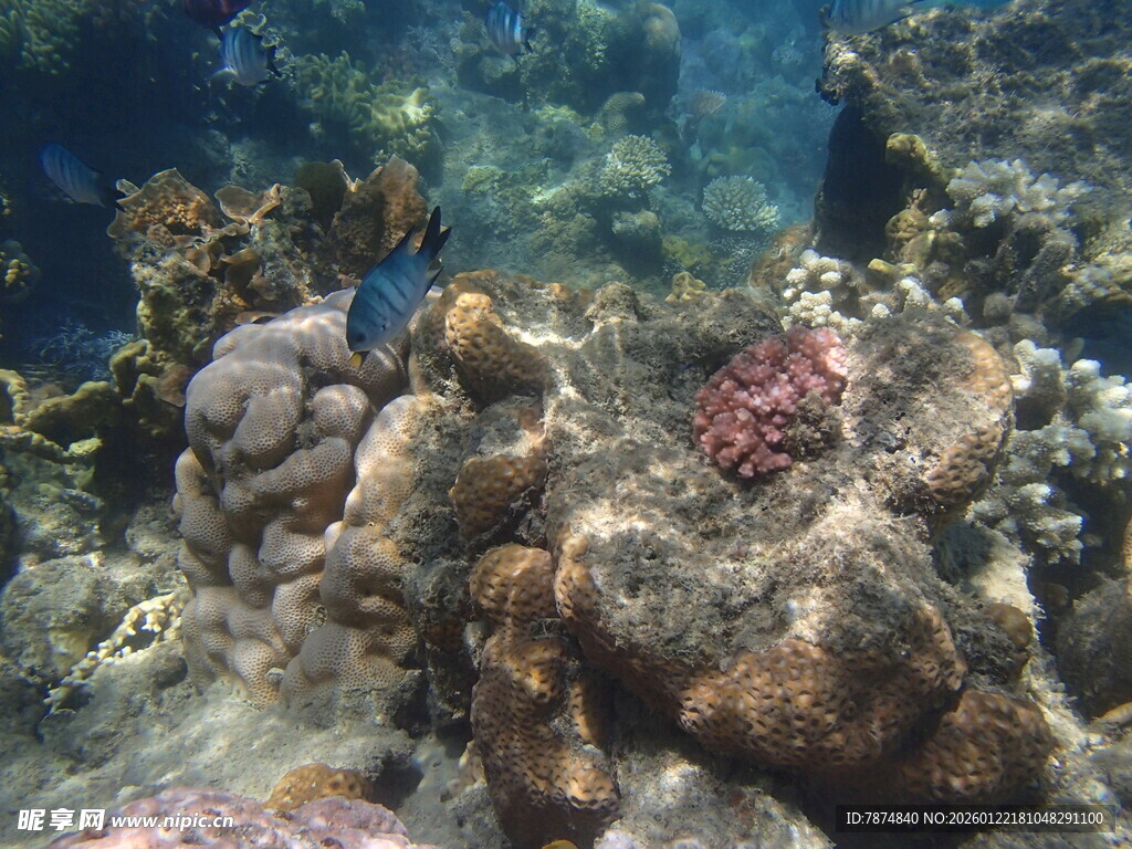海底多彩珊瑚景观