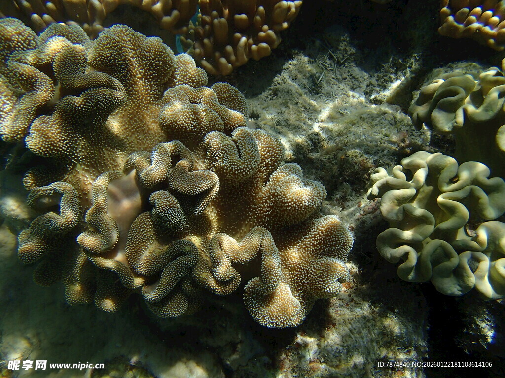 海底多彩珊瑚景观