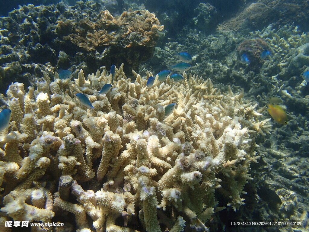 海底绚烂珊瑚景观
