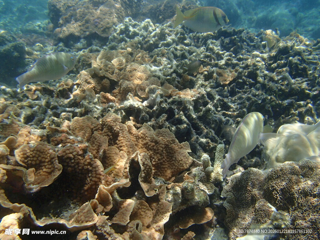 海底多彩珊瑚景观