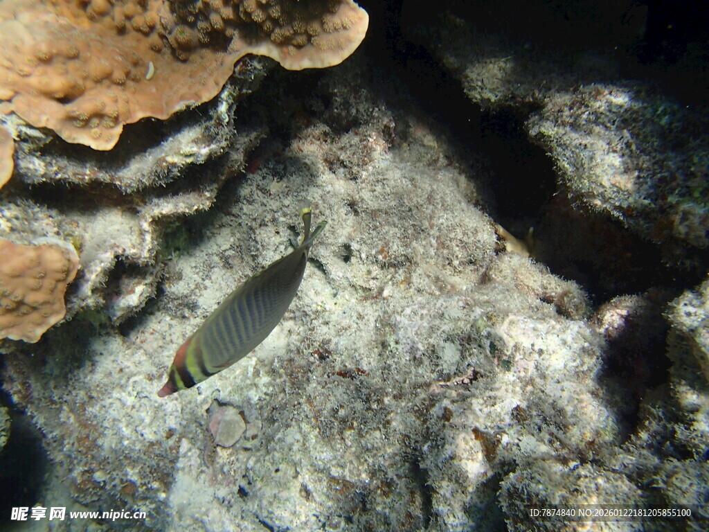 礁石旁的小鱼