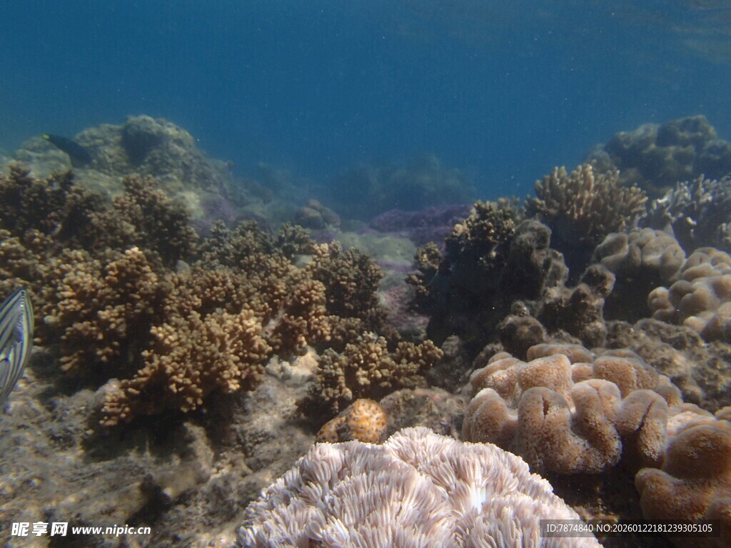 海底多彩珊瑚景观