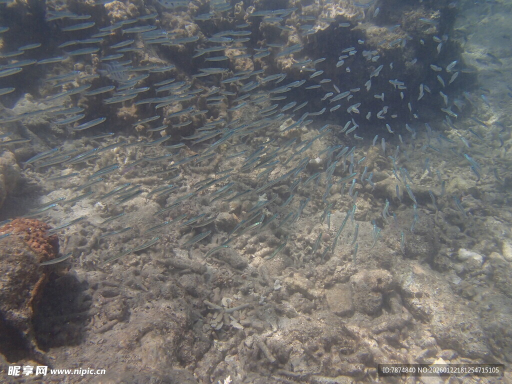 海底鱼群在礁石间游动