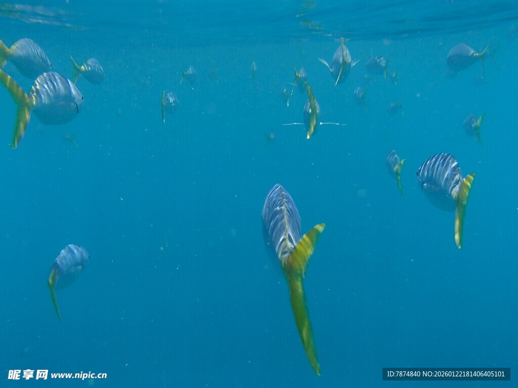蓝色海水中游动的小鱼群