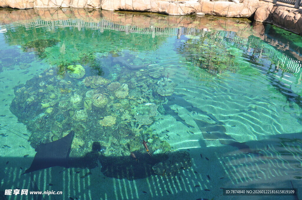 清澈泳池中的绿植倒影