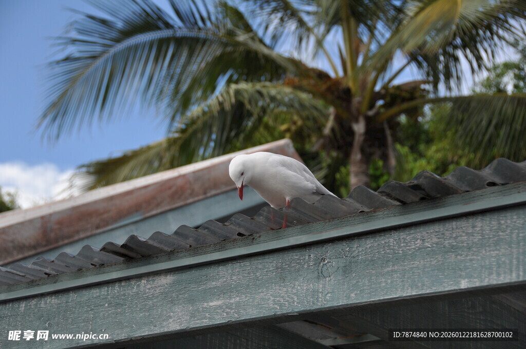 屋顶上的鹈鹕与棕榈树