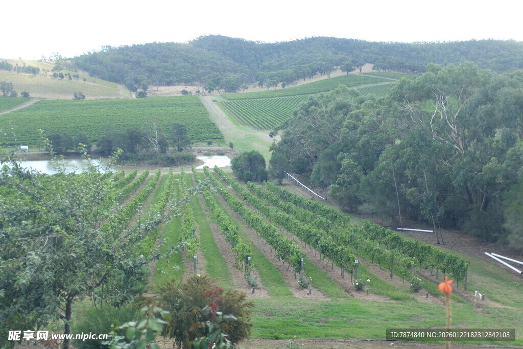 田园风光中的整齐农田