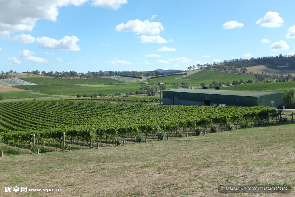 田园风光中的葡萄园美景