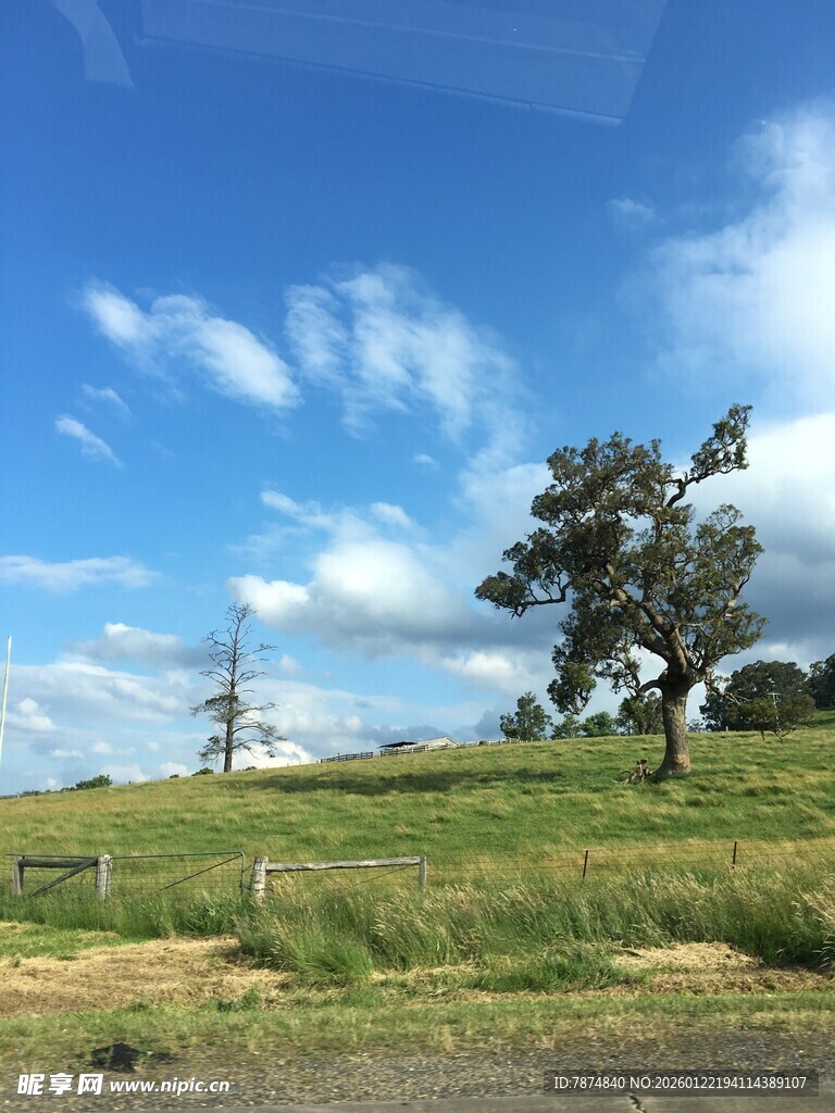 草原风光 孤树与蓝天