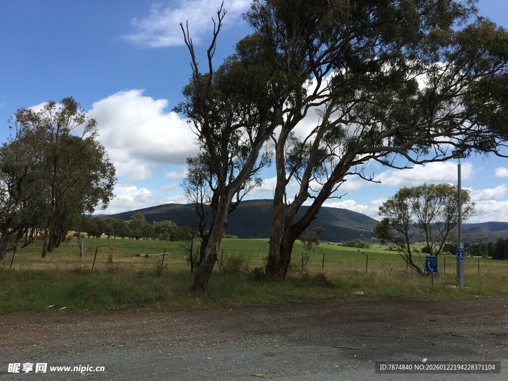 乡村路旁树木与开阔风景