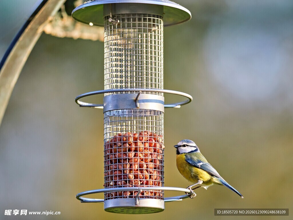 小鸟啄食悬挂式鸟食器