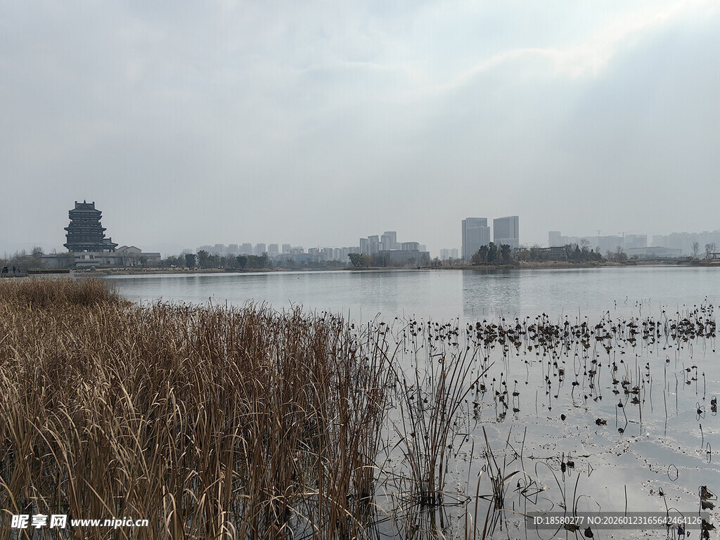 湖畔芦苇与远处建筑景观