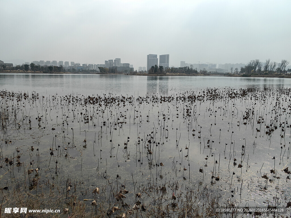 冬日残荷湖景
