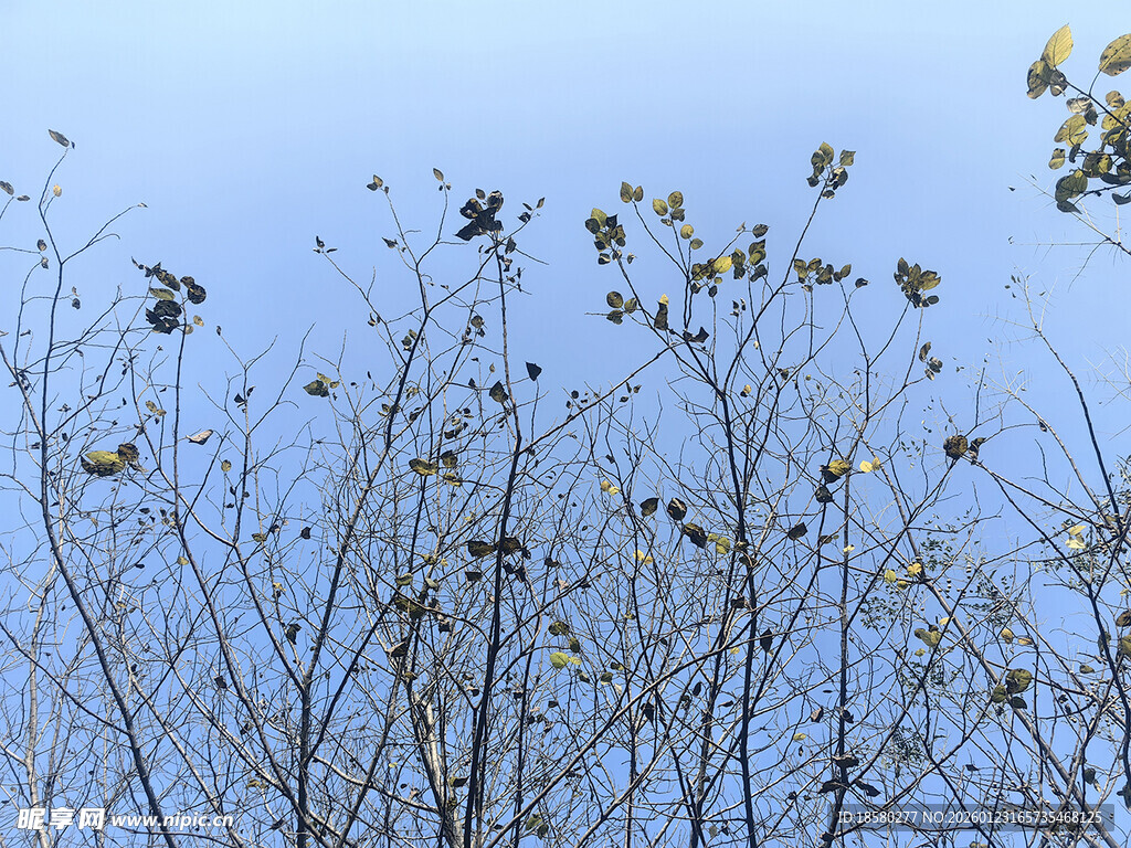 秋日枯枝上的萧瑟景象