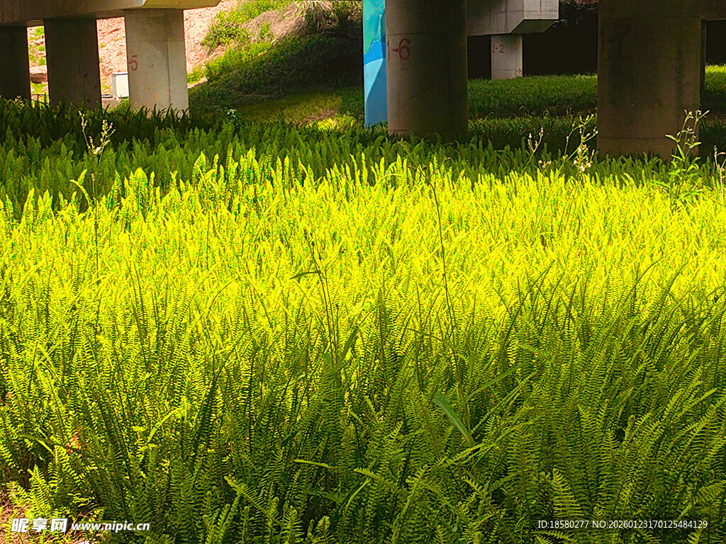 阳光下的翠绿草地