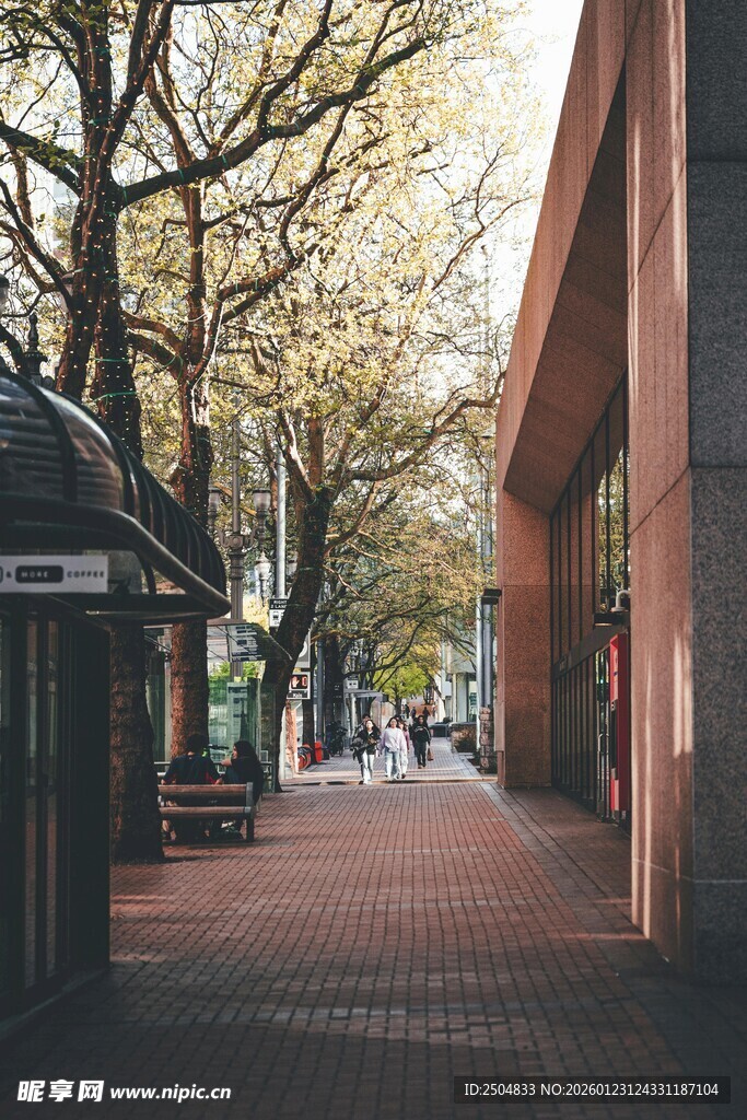城市街道林荫下的静谧景象