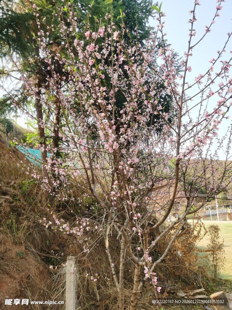 春日绽放的粉嫩花枝 桃花