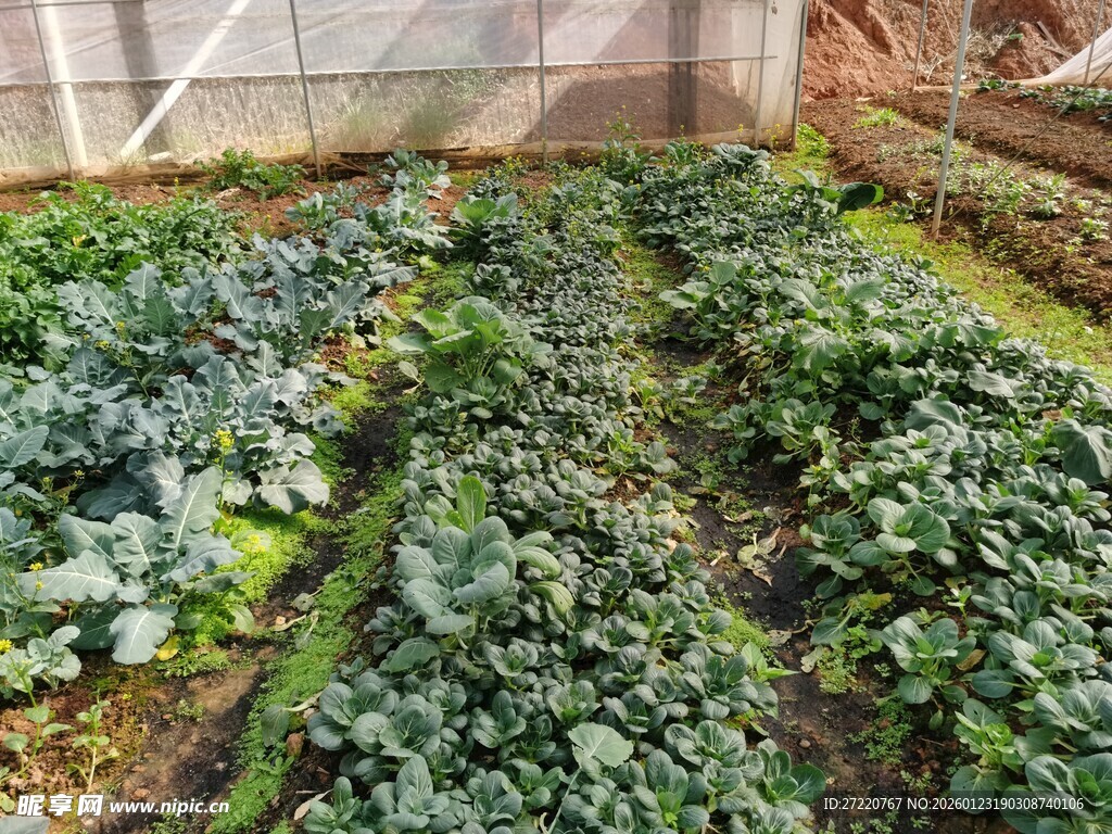 家庭小菜园的蓬勃绿植