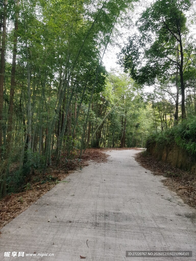 林间水泥小道 竹林