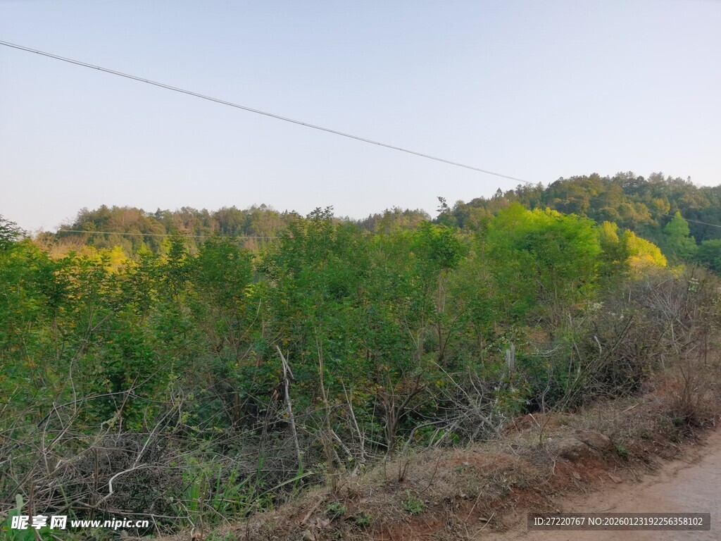 乡村路旁绿意盎然的植被