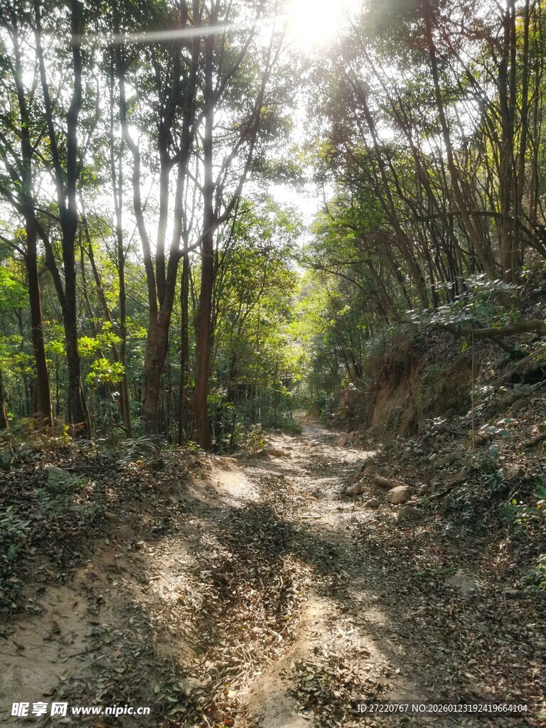 林间阳光小道