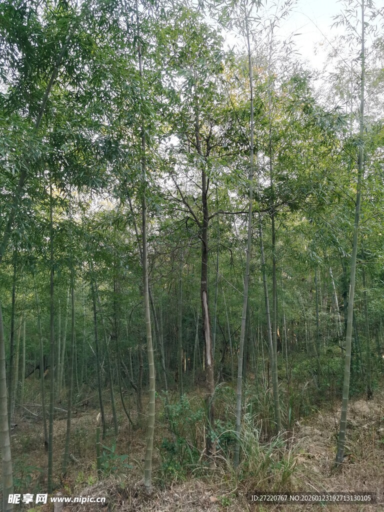 茂密树林中的自然景致