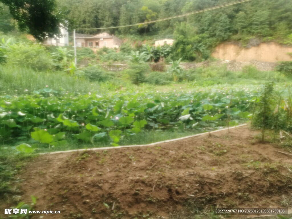 乡村菜园风光