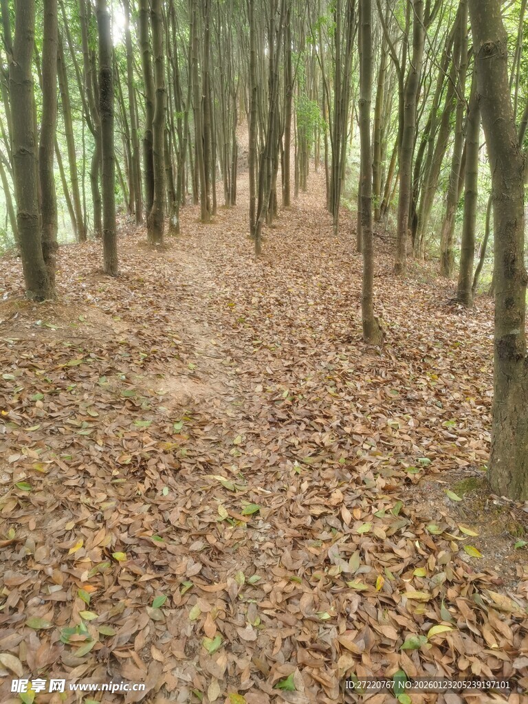 林间落叶小径 静谧之景