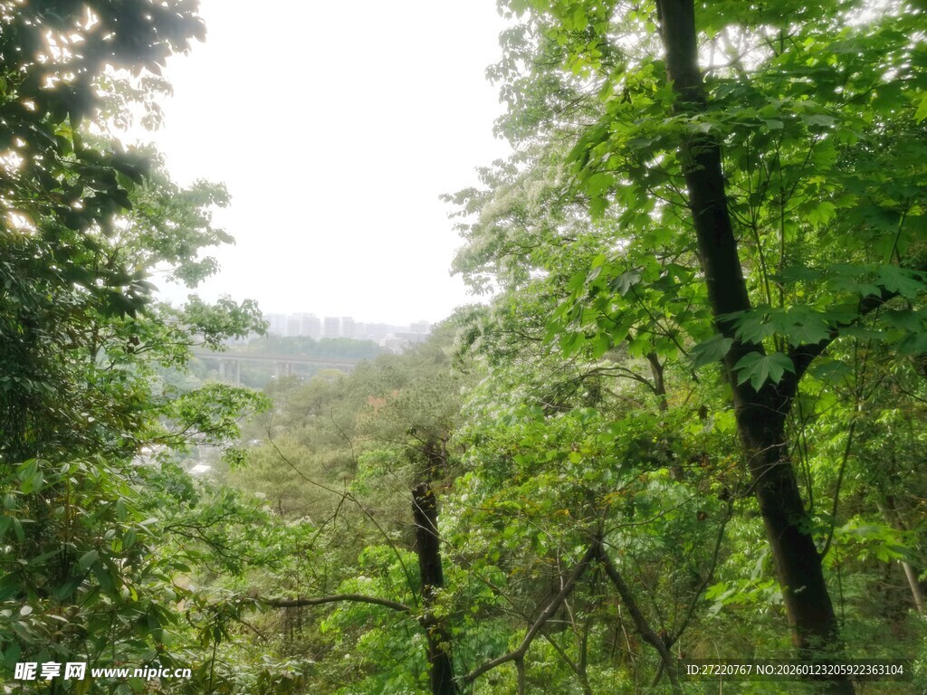 林间绿意盎然的自然景致