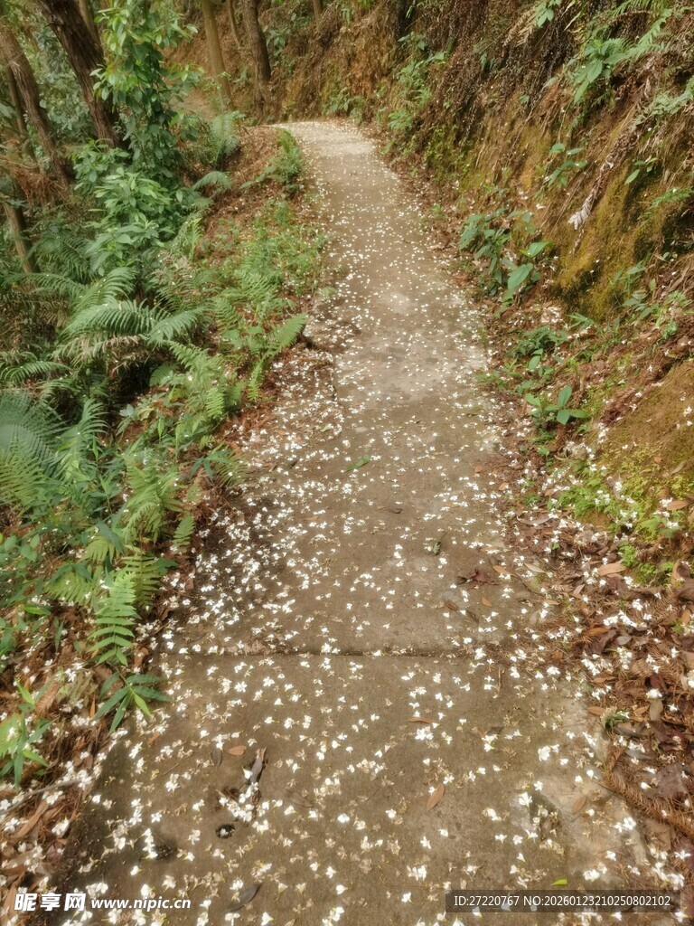 林间碎石小径 自然之景