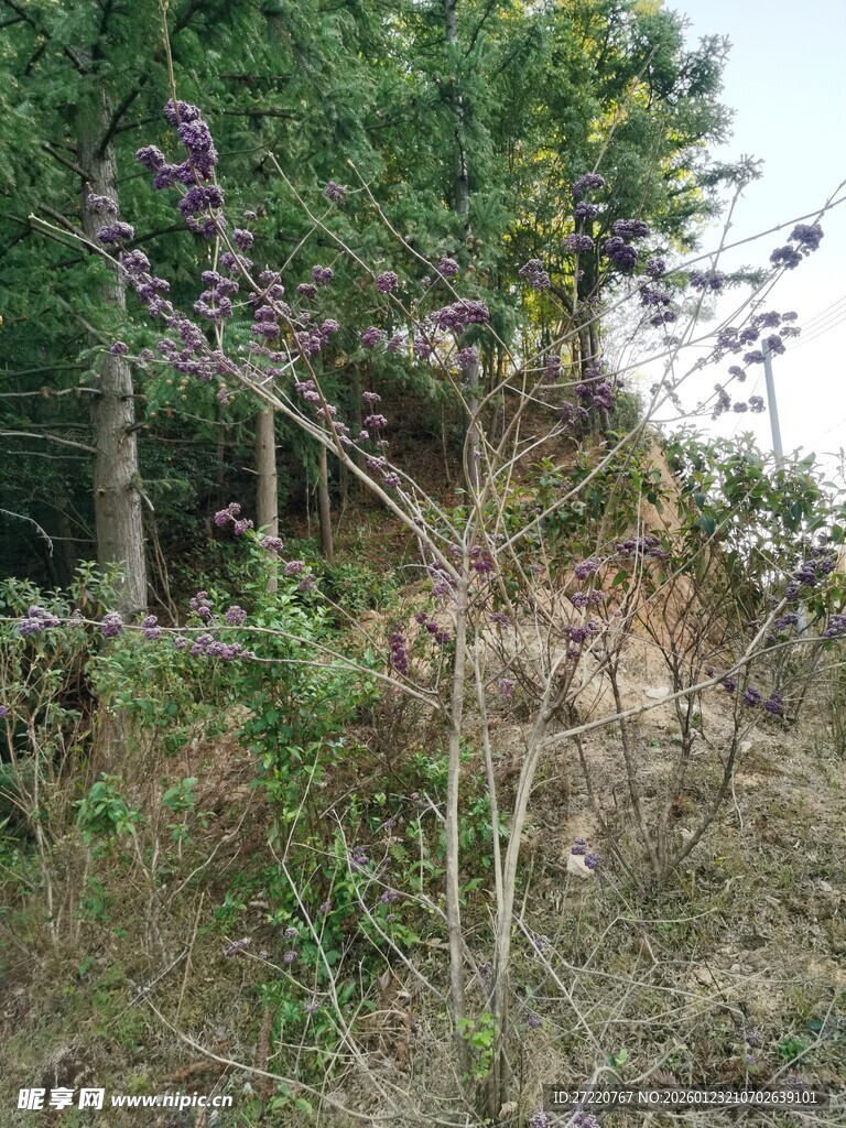野外繁茂的植物景观
