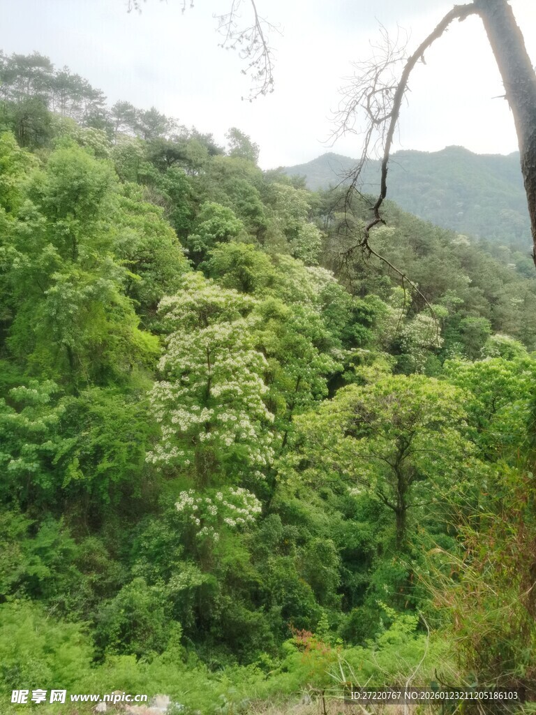 山林绿意盎然的自然景致